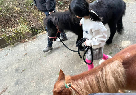 ミニ馬と散歩